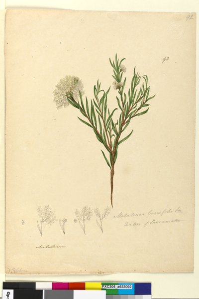 الصفحة 92. Melaleuca linariifolia، c.1803-06 (مرحاض ، قلم حبر ، قلم رصاص) بواسطة جون وليام لوين