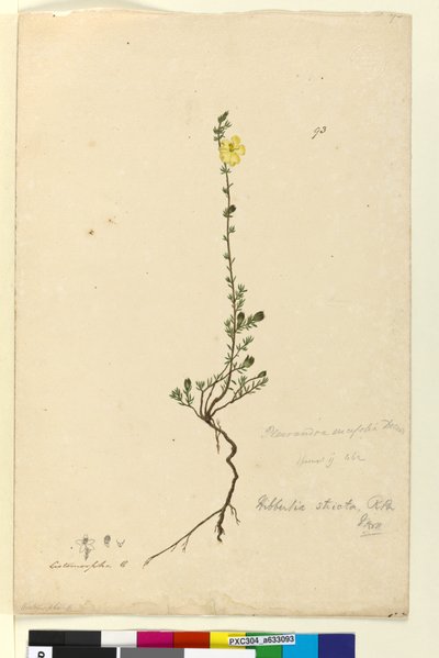 الصفحة 93. Hibbertia صارمة ، ج 1803-06 (مرحاض ، قلم حبر وقلم رصاص) بواسطة جون وليام لوين