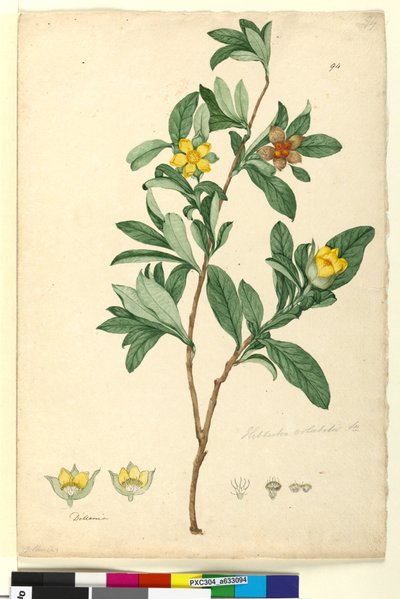 الصفحة 94. Hibbertia volubilis syn. فضائح هيبرتيا ، 1803-06 (مرحاض ، قلم حبر وقلم رصاص) بواسطة جون وليام لوين