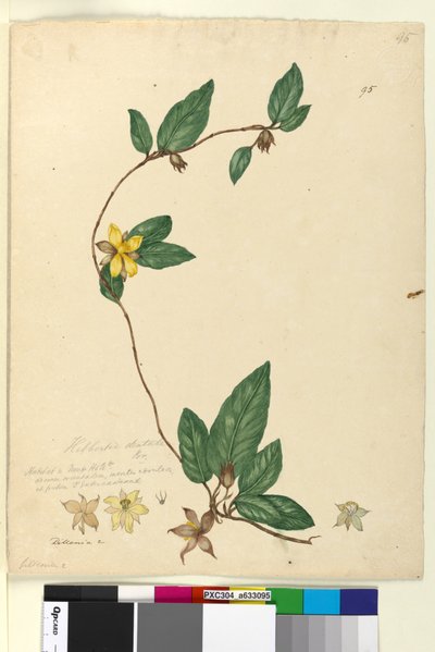 الصفحة 95. Hibbertia dentata ، c.1803-06 (مرحاض ، قلم حبر ، قلم رصاص) بواسطة جون وليام لوين