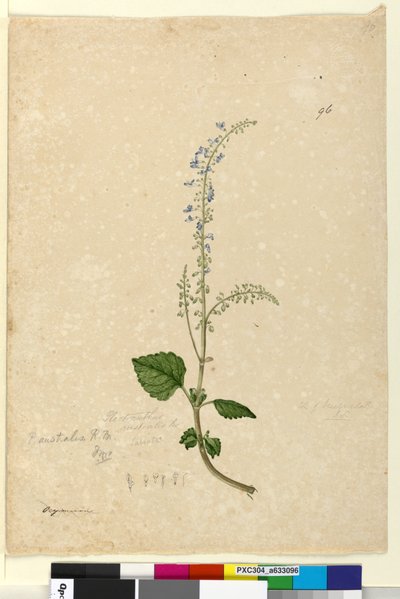 الصفحة 96. Plectranthus australis، c.1803-06 (مرحاض ، قلم حبر ، قلم رصاص) بواسطة جون وليام لوين