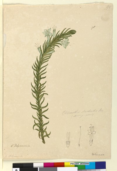 الصفحة 98. كلوانثيس ستوديشيس ، ج 1803-06 (مرحاض ، قلم حبر وقلم رصاص) بواسطة جون وليام لوين