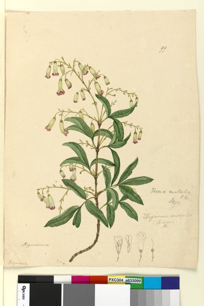 الصفحة 99. Bignonia australisPandorea pandorana، c.1803-06 (مرحاض وقلم وحبر وقلم رصاص) بواسطة جون وليام لوين