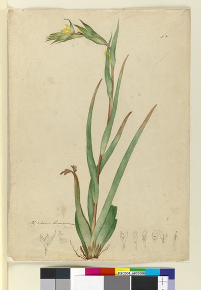 ل. Phylidrum lanuginosum ، c.1803-06 (مرحاض ، قلم حبر ، قلم رصاص) بواسطة جون وليام لوين