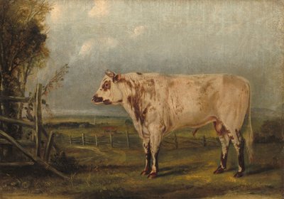 يونغ بول ، ج. 1849. بواسطة جون وودهاوس أودوبون