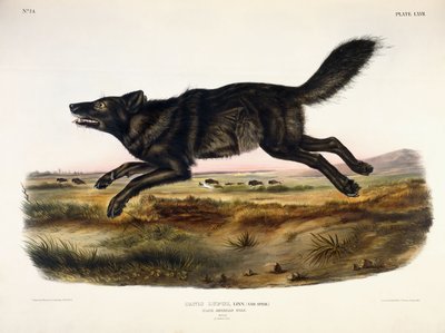 ذئب أمريكي أسود ، ذكر ، 1845 بواسطة جون وودهاوس أودوبون