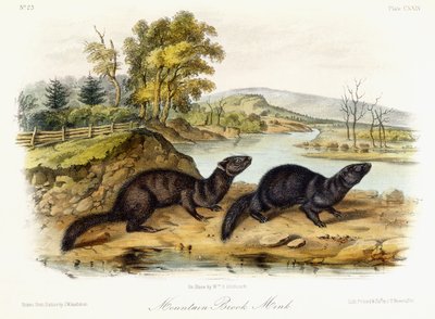 ماونتن بروك مينك ، 1849-1854 بواسطة جون وودهاوس أودوبون