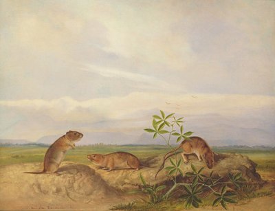 Townsend&39;s Meadow Mouse و Meadow Vale و Swamp Rice Rat (أو Rice Meadow House) بواسطة جون وودهاوس أودوبون