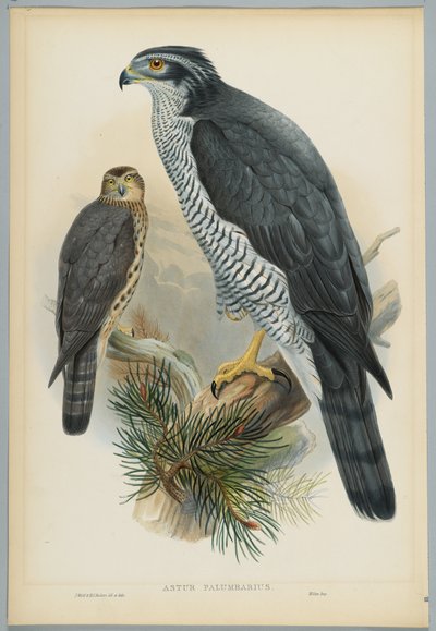 Astur Palumbarius - Goshawk ، رسمها J. Wolf ، نقشها HC Richter بواسطة جون بعد غولد