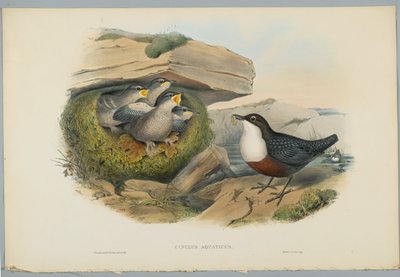 Cinclus Aquaticus - أووسيل أو ديبر مائي ، محفور بواسطة HC Richter بواسطة جون بعد غولد