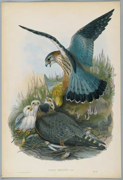 Falco Aesalon - Merlin ، رسمها J. Wolf ، منقوش بواسطة HC Richter بواسطة جون بعد غولد