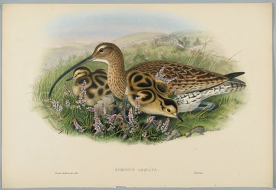 Numenius Arquata - Curlew ، محفور بواسطة HC Richter بواسطة جون بعد غولد