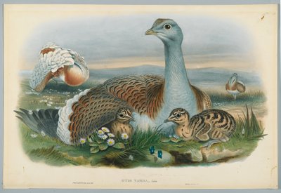 Otis Torda - Great Bustard ، رسمه J. Wolf ، نقش بواسطة HC Richter بواسطة جون بعد غولد