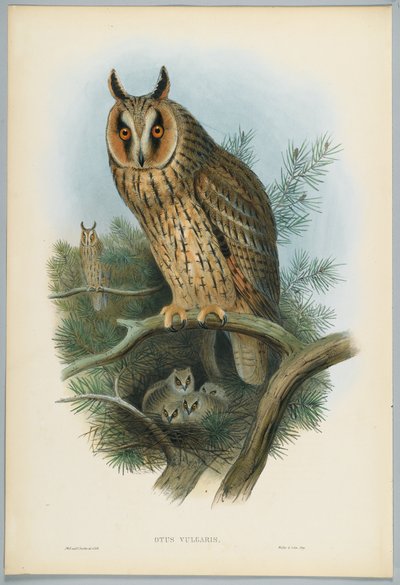 Otus Vulgaris - بومة طويلة الأذن ، رسمها J. Wolf ، نقشها HC Richter بواسطة جون بعد غولد