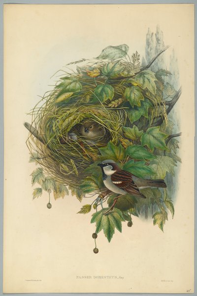 المارة Homerus - Common House Sparrow ، محفور بواسطة HC Richter بواسطة جون بعد غولد