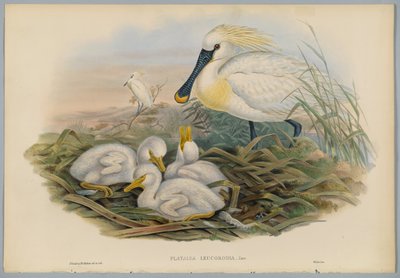 Platalea Leucorodia - Spoonbill and Young ، منقوش بواسطة HC Richter بواسطة جون بعد غولد