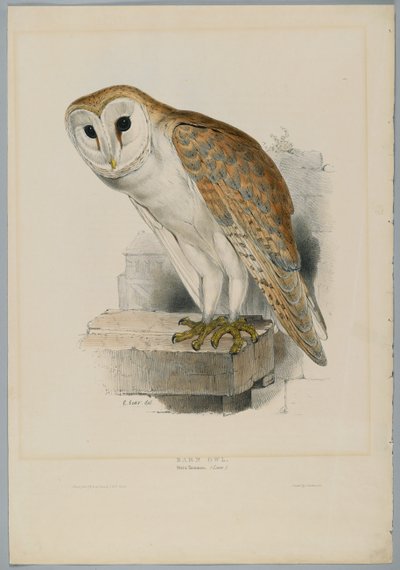 Strix Flammea - بارن بومة بواسطة جون بعد غولد