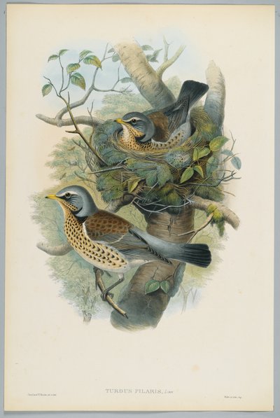 Turdus Pilarus - عرعر العرش ، محفورة بواسطة HC Richter بواسطة جون بعد غولد