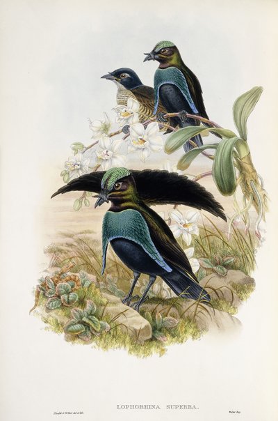 طائر الجنة الرائع (Lophorina Superba) بواسطة جون وهارت وليام جولد