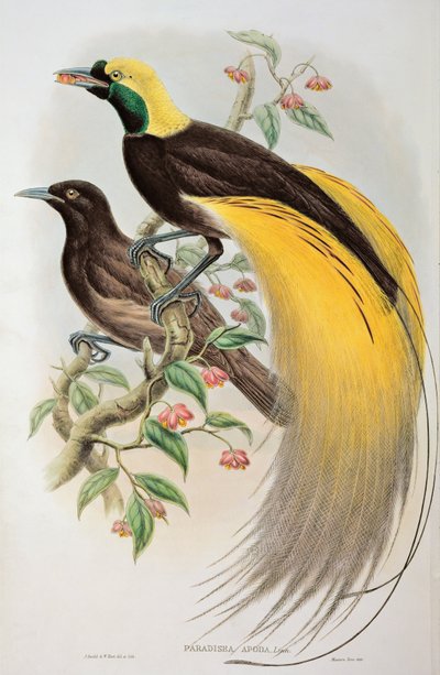 طائر الجنة: أعظم ، باراديسا أبودا بواسطة John and Hart, William Gould