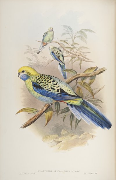 Platycerus cyanogenus ، من طيور أستراليا بقلم جون جولد ، 1840 بواسطة جون وريختر جولد