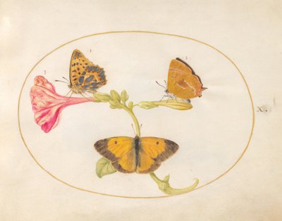 الفراشة ، حوالي 1575-80 بواسطة جوريس هوفناجل