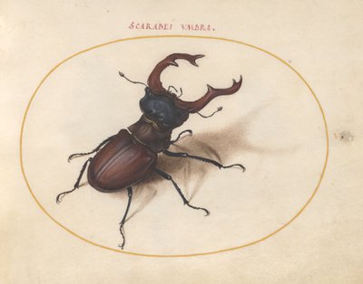 خنفساء الجعران ، حوالي 1575-80 بواسطة جوريس هوفناجل
