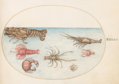 المحار ، c.1575-80 بواسطة جوريس هوفناجل