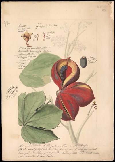 Theobroma bicolor ، 1785. بواسطة خوسيه جواكيم فريري