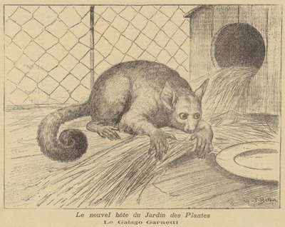 Garnetts Galago ، مقيم جديد في Jardin des Plantes بواسطة خوسيه بيلون