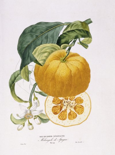 التاريخ الطبيعي لأشجار البرتقال ، 1818-20 بواسطة جوزيف أنطوان ريسو