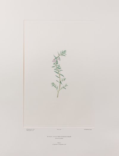 Lythrum junceum (Lythraceae) - اللوحة 392، Florilegium للبنوك، حوالي 1771-84 (نقش على لوح نحاسي على الورق) بواسطة جوزيف بانكس