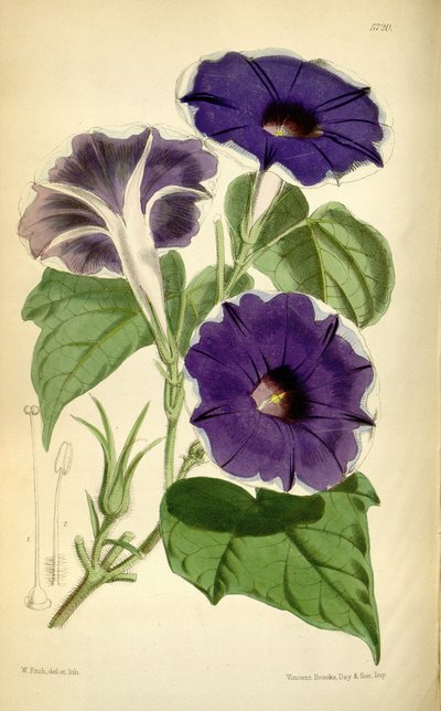 Ipomoea nil، 1868 بواسطة جوزيف دالتون هوكر