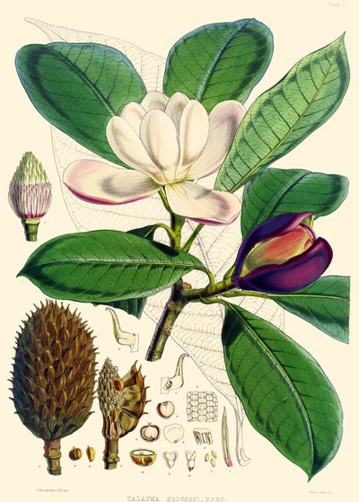 ماغنوليا هودجسونى ، 1855 بواسطة جوزيف دالتون هوكر