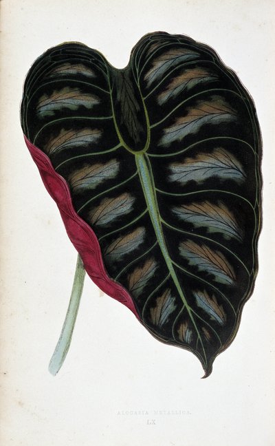 ورقة من Alocasia ميتاليكا. لوح نباتي في "" النباتات ذات الأوراق الملونة. مجموعة من أفضل الأنواع المستخدمة لتزيين الحدائق والصوبات والشقق ، من قبل إدوارد جوزيف لوي و دبليو هوارد ، أعضاء جمعية البستنة في لندن. بواسطة جوزيف إدوارد و هوارد دبليو لوي
