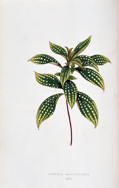 ورقة من Sonerila margaritacea. لوحة نباتية في "" نباتات ذات أوراق شجر ملونة. مجموعة من أبرز الأنواع المستخدمة لتزيين الحدائق والدفيئات الزراعية والشقق، من تصميم إدوارد جوزيف لوي ودبليو هوارد، أعضاء جمعية لندن للبستنة بواسطة جوزيف إدوارد و هوارد دبليو لوي