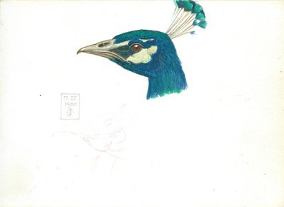 رأس طاووس ، 11 IX ، 1900 (قلم رصاص وقلم وحبر ومرحاض على ورق) بواسطة جوزيف إدوارد سوثال