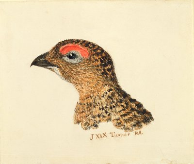 Head of Grouse, from The Farnley Book of Birds, c.1816 (pencil and watercolor on paper) بواسطة جوزيف مالورد وليام تورنر