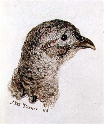 Hen Pheasant من كتاب Farnley Book of Birds ، حوالي 1816 (قلم وحبر وألوان مائية على ورق) بواسطة جوزيف مالورد وليام تورنر
