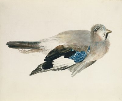 جاي ، من كتاب فارنلي للطيور ، حوالي عام 1816 (قلم رصاص وألوان مائية على ورق) بواسطة جوزيف مالورد وليام تورنر