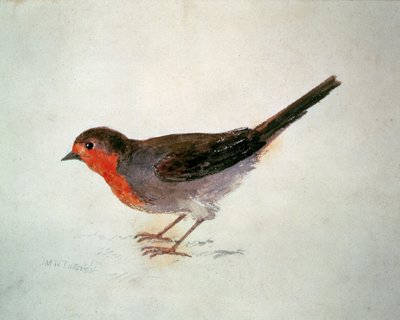 روبن ، من كتاب فارنلي للطيور ، حوالي عام 1816 (قلم رصاص وألوان مائية على ورق) بواسطة Joseph Mallord William Turner