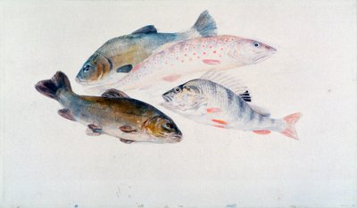 دراسة الأسماك: خندقان ، سمك السلمون المرقط والجثم ، c1822-1824. بواسطة جوزيف مالورد وليام تورنر