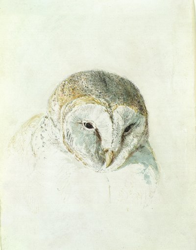 بومة الحظيرة البيضاء ، من كتاب فارنلي للطيور ، حوالي عام 1816 (قلم رصاص وألوان مائية على ورق) بواسطة جوزيف مالورد وليام تورنر
