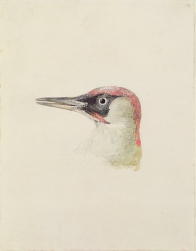 Woodpecker, from The Farnley Book of Birds, c.1816 (pencil and watercolor on paper) بواسطة جوزيف مالورد وليام تورنر