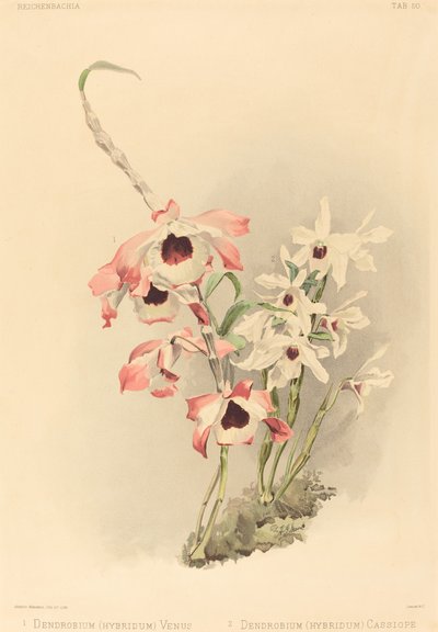 Dendrobium Hybridium Venus و Dendrobium Hybridium Cassiope. بواسطة جوزيف مانسيل