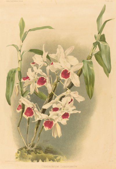 Dendrobium Leechianum. بواسطة جوزيف مانسيل