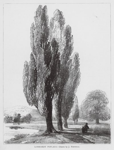أشجار الحور اللومباردية (ليثو) بواسطة جوزيف نيدهام