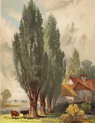 أشجار الحور اللومباردية، مشهد إنجليزي (طباعة حجرية ملونة) بواسطة جوزيف نيدهام