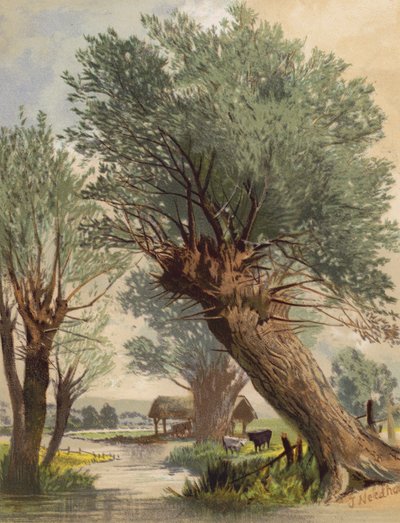 الصفصاف الملون (طباعة حجرية ملونة) بواسطة جوزيف نيدهام