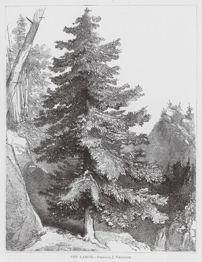 ذا لارش (ليثو) بواسطة جوزيف نيدهام